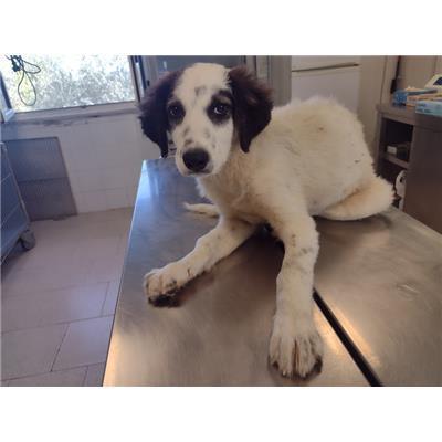COMUNE DI CROTONE - Cane - Microchip 380260102627865