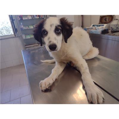 COMUNE DI CROTONE - 380260102627865