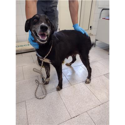 COMUNE DI CROTONE - Cane - Microchip 380260102627745