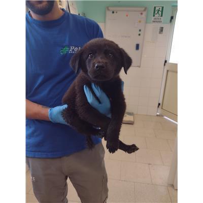 COMUNE DI CROTONE - Cane - Microchip 380260102627318