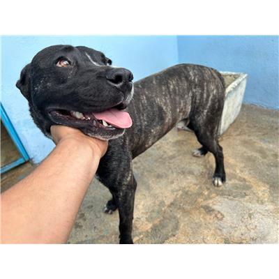 COMUNE DI CROTONE - Cane - Microchip 380260102628226