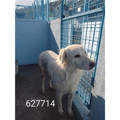 COMUNE DI ROCCABERNARDA - Cane - Microchip 380260102627714