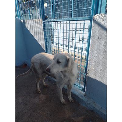 COMUNE DI ROCCABERNARDA - 380260102627714