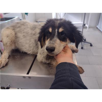 COMUNE DI ROCCABERNARDA - Cane - Microchip 380260102627429