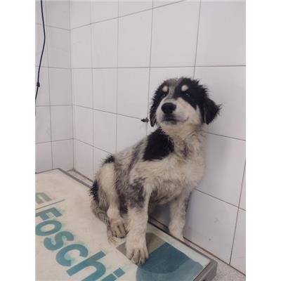 COMUNE DI ROCCABERNARDA - Cane - Microchip 380260102628201