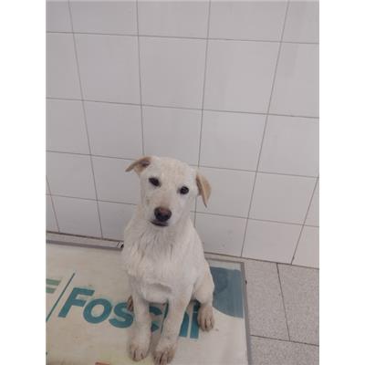 COMUNE DI ROCCABERNARDA - Cane - Microchip 380260102628062