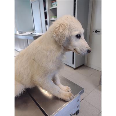 COMUNE DI ROCCABERNARDA - Cane - Microchip 380260102627758