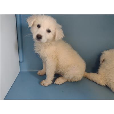 COMUNE DI CROTONE - Cane - Microchip 380260102554375