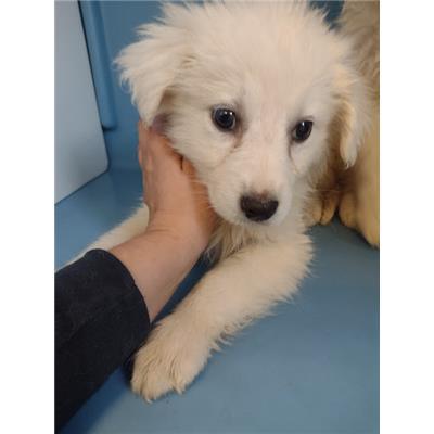 COMUNE DI CROTONE - Cane - Microchip 380260102554193
