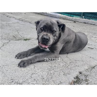 COMUNE DI CROTONE - Cane - Microchip 380260102627382