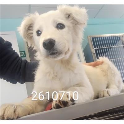 COMUNE DI CROTONE - Cane - Microchip 380260102610710