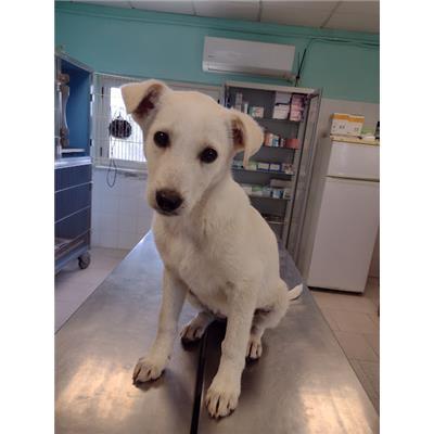 COMUNE DI CROTONE - Cane - Microchip 380260102627492