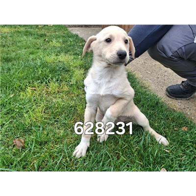 COMUNE DI CROTONE - Cane - Microchip 380260102628231