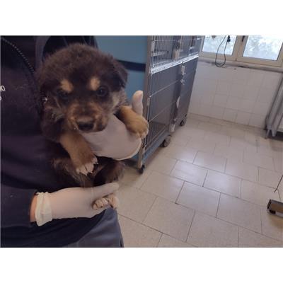 COMUNE DI ROCCABERNARDA - Cane - Microchip 380260102625168