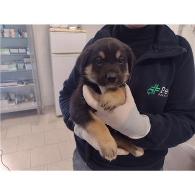 COMUNE DI ROCCABERNARDA - Cane - Microchip 380260102628158