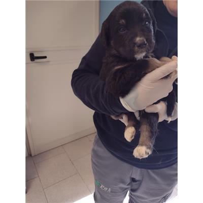 COMUNE DI ROCCABERNARDA - Cane - Microchip 380260102624457