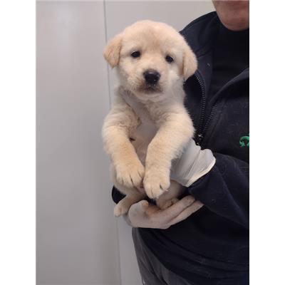 COMUNE DI ROCCABERNARDA - Cane - Microchip 380260102627357