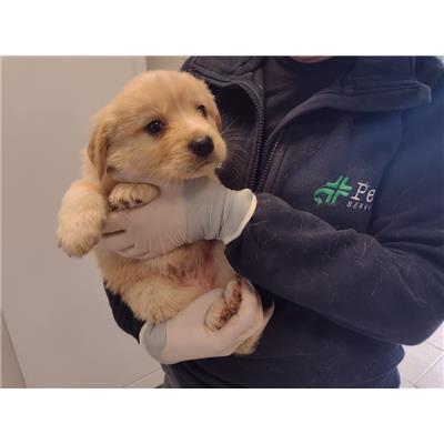 COMUNE DI ROCCABERNARDA - Cane - Microchip 380260102624899
