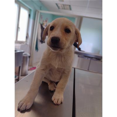 COMUNE DI CROTONE - Cane - Microchip 380260102627346