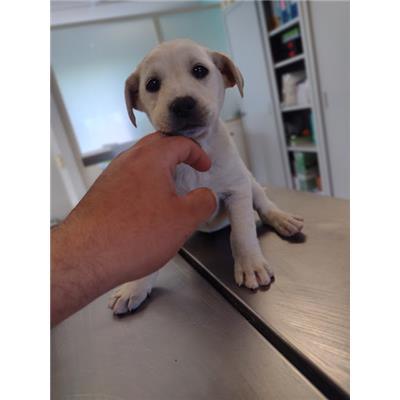 COMUNE DI CROTONE - Cane - Microchip 380260102610397