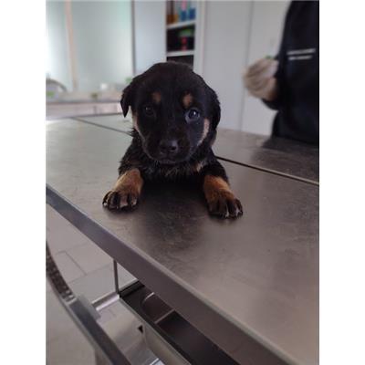 COMUNE DI ROCCABERNARDA - Cane - Microchip 380260102588007