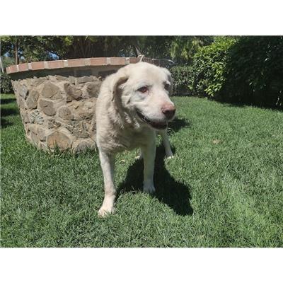 COMUNE DI ISCA SULLO IONIO - Cane - Microchip 380260004715246