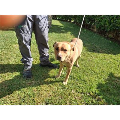 COMUNE DI CROTONE - Cane - Microchip 380260102555721