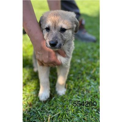 COMUNE DI CROTONE - Cane - Microchip 380260102554200