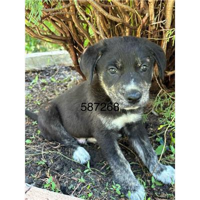 COMUNE DI CROTONE - Cane - Microchip 380260102587268