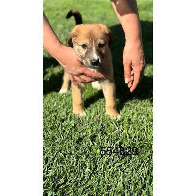 COMUNE DI CROTONE - Cane - Microchip 380260102554829