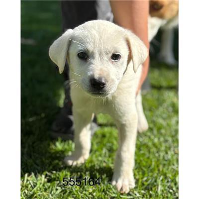 COMUNE DI CROTONE - Cane - Microchip 380260102555164