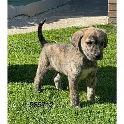 COMUNE DI CROTONE - Cane - Microchip 380260102595716