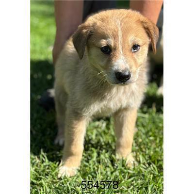 COMUNE DI CROTONE - Cane - Microchip 380260102554578