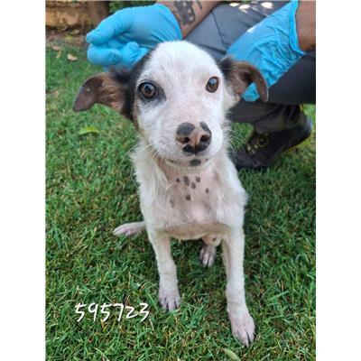 COMUNE DI COTRONEI - Cane - Microchip 380260102595723