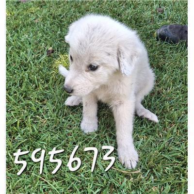 COMUNE DI COTRONEI - Cane - Microchip 380260102595673