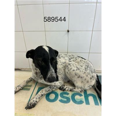 COMUNE DI COTRONEI - Cane - Microchip 380260102589544