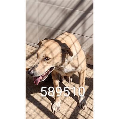 COMUNE DI COTRONEI - Cane - Microchip 380260102589510