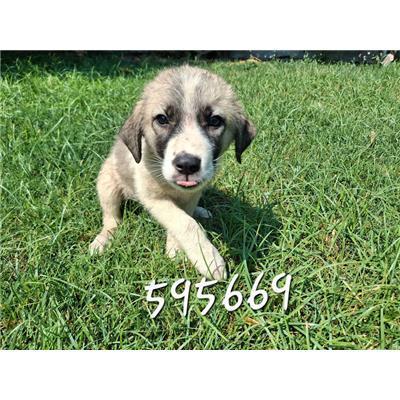 COMUNE DI ROCCABERNARDA - Cane - Microchip 380260102595669