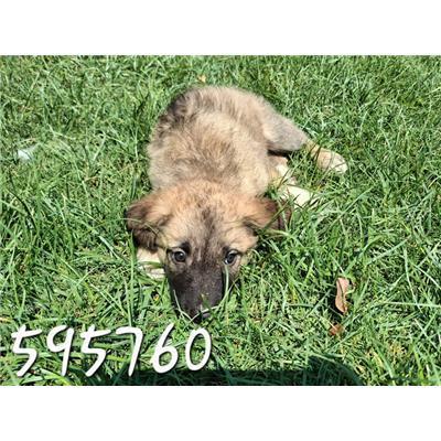 COMUNE DI ROCCABERNARDA - Cane - Microchip 380260102595760