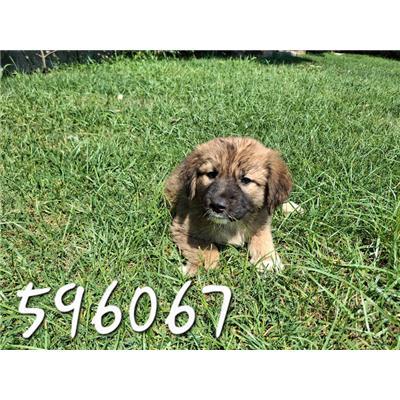 COMUNE DI ROCCABERNARDA - Cane - Microchip 380260102596067