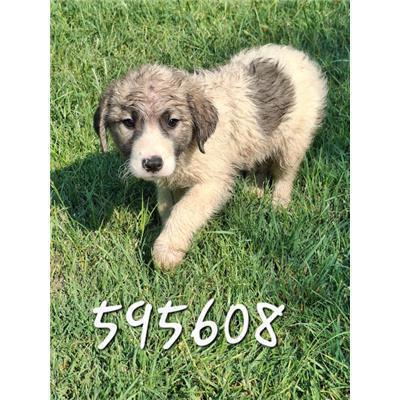 COMUNE DI ROCCABERNARDA - Cane - Microchip 380260102595608