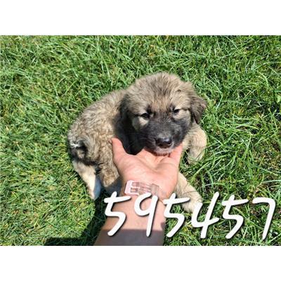 COMUNE DI ROCCABERNARDA - Cane - Microchip 380260102595457