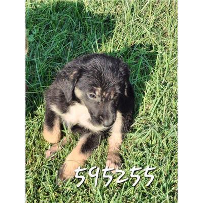 COMUNE DI ROCCABERNARDA - Cane - Microchip 380260102595255