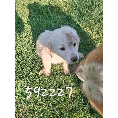 COMUNE DI ROCCABERNARDA - Cane - Microchip 380260102592227