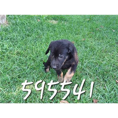 COMUNE DI ROCCABERNARDA - Cane - Microchip 380260102595541