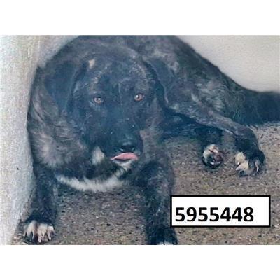 COMUNE DI ROCCABERNARDA - Cane - Microchip 380260102595448