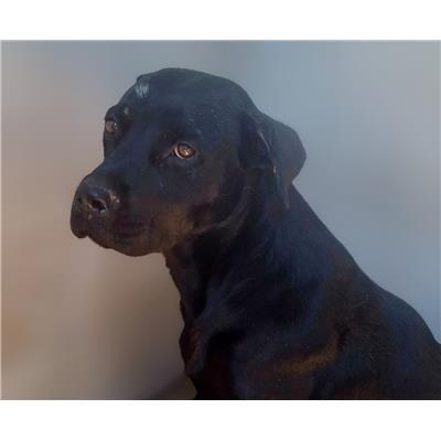 COMUNE DI ISOLA DI CAPO RIZZUTO - Cane - Microchip 380260102909750