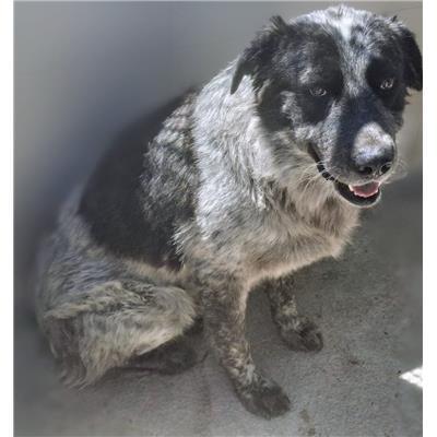 COMUNE DI ISOLA DI CAPO RIZZUTO - Cane - Microchip 380260102906766