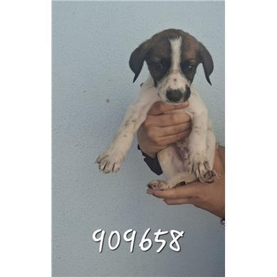 COMUNE DI CROTONE - Cane - Microchip 380260102909658