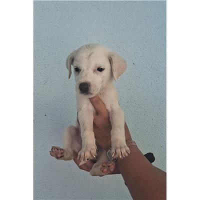 COMUNE DI CROTONE - Cane - Microchip 380260102909683